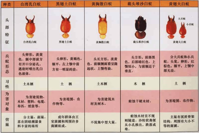 白蟻防治員