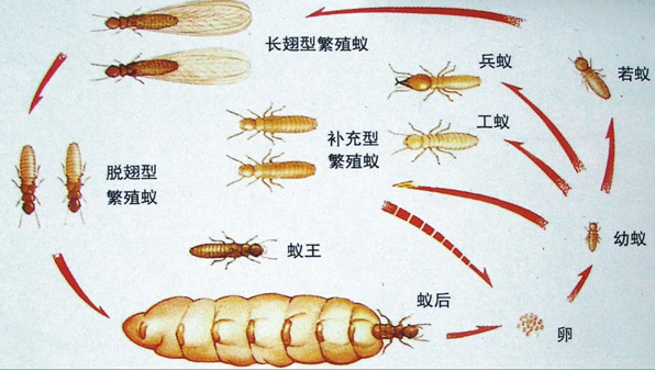 白蟻防治員