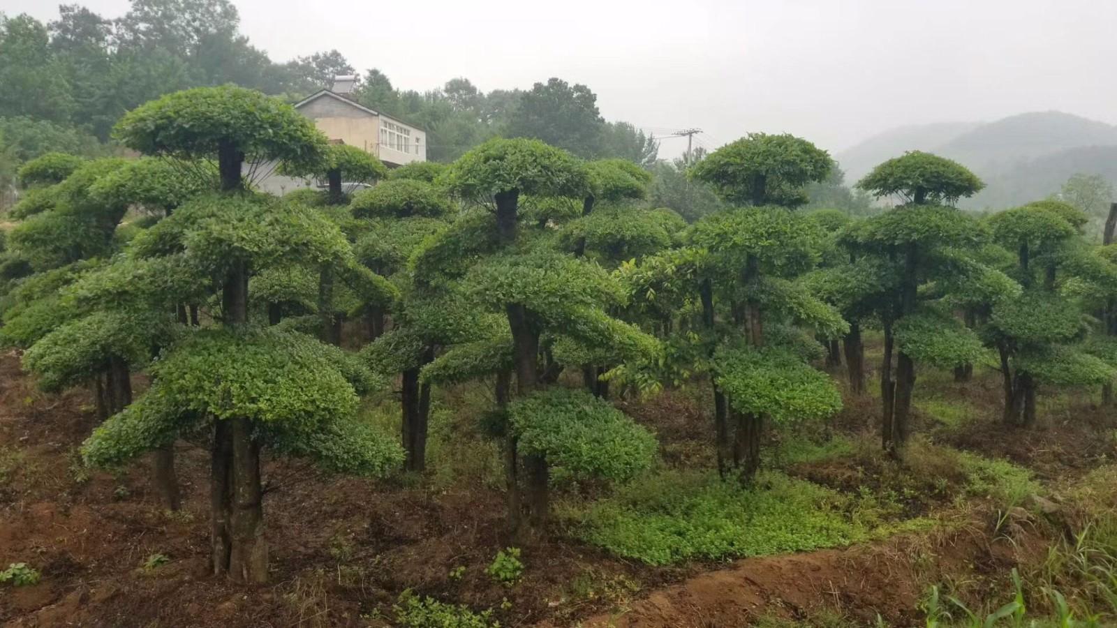 綠化養護工