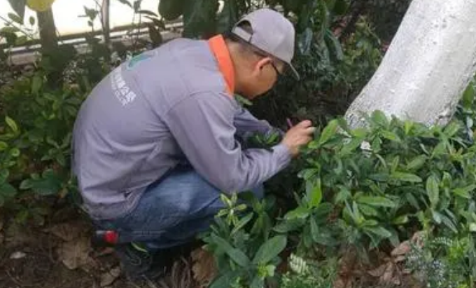 白蟻防治工