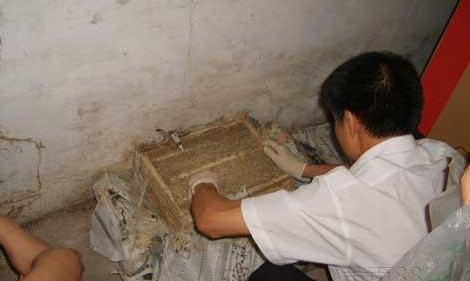 白蟻防治工